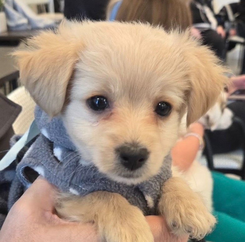 Itsie Bitsie Rescue tweet media