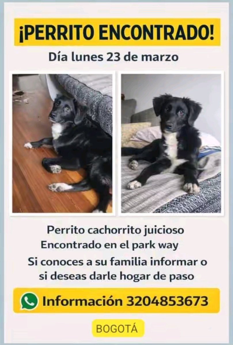 Bogotá, perrito hallado en Park Way. Busca su familia o a alguien que quiera acogerlo. Está hermoso 🥹
Difundan porfa, especialmente en grupos de redes de esa zona.