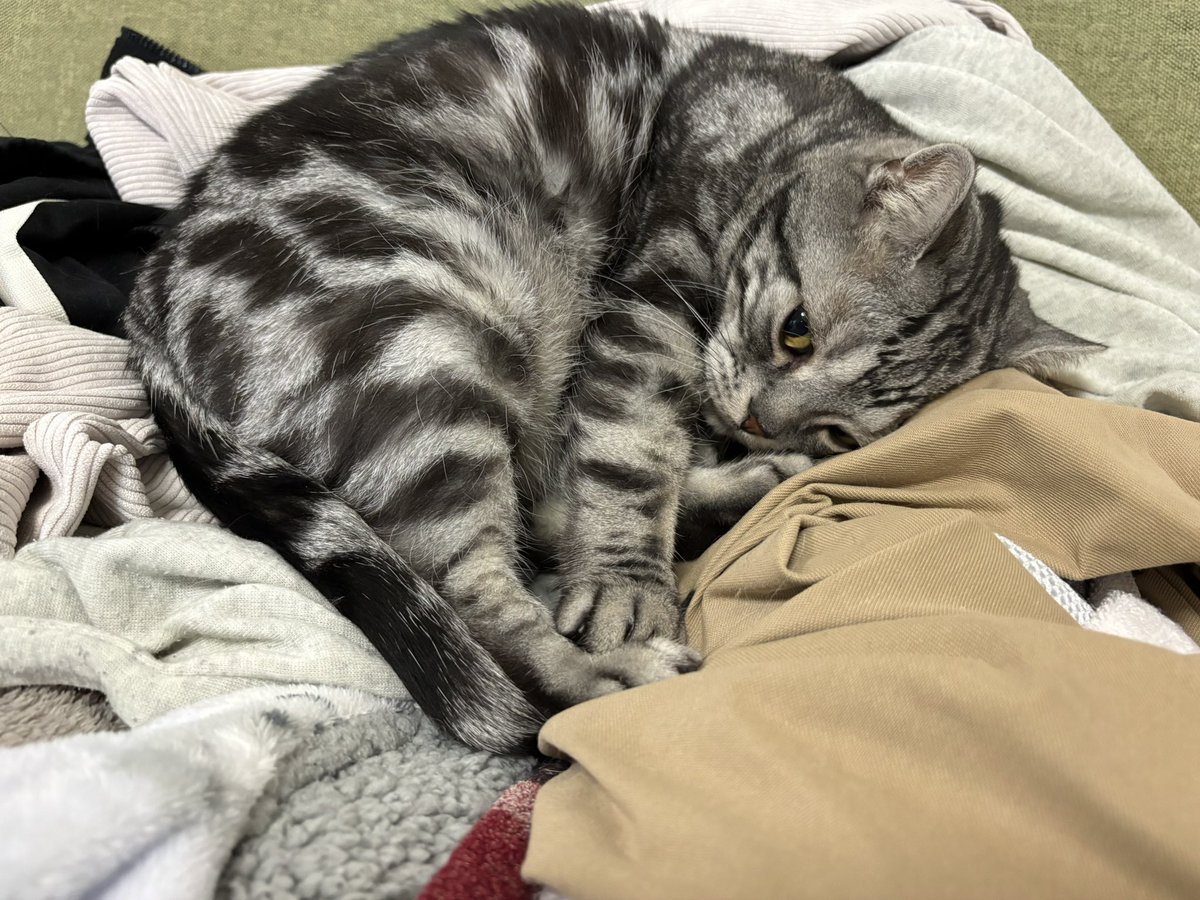 コンポート tweet media