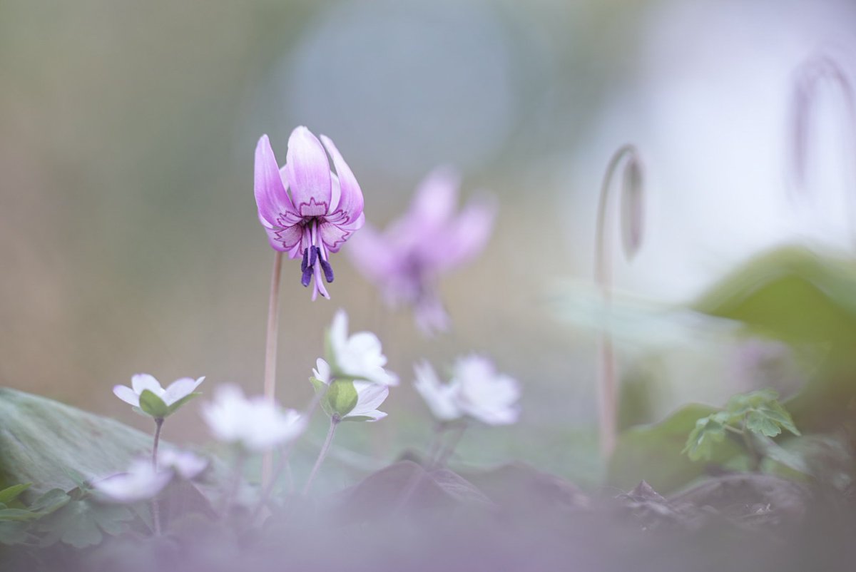 ふるむ〜ん@from my Balcony tweet media