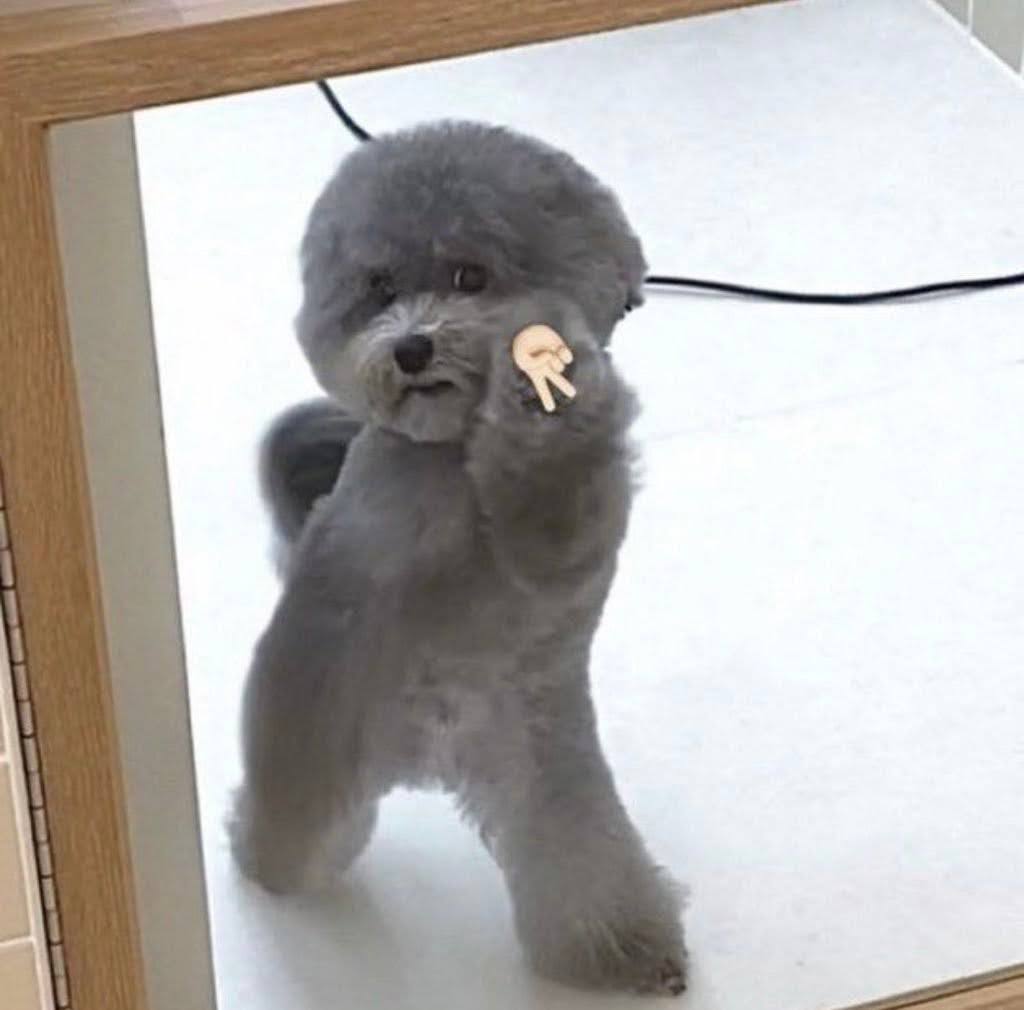 ✨Whisp✨ tweet media