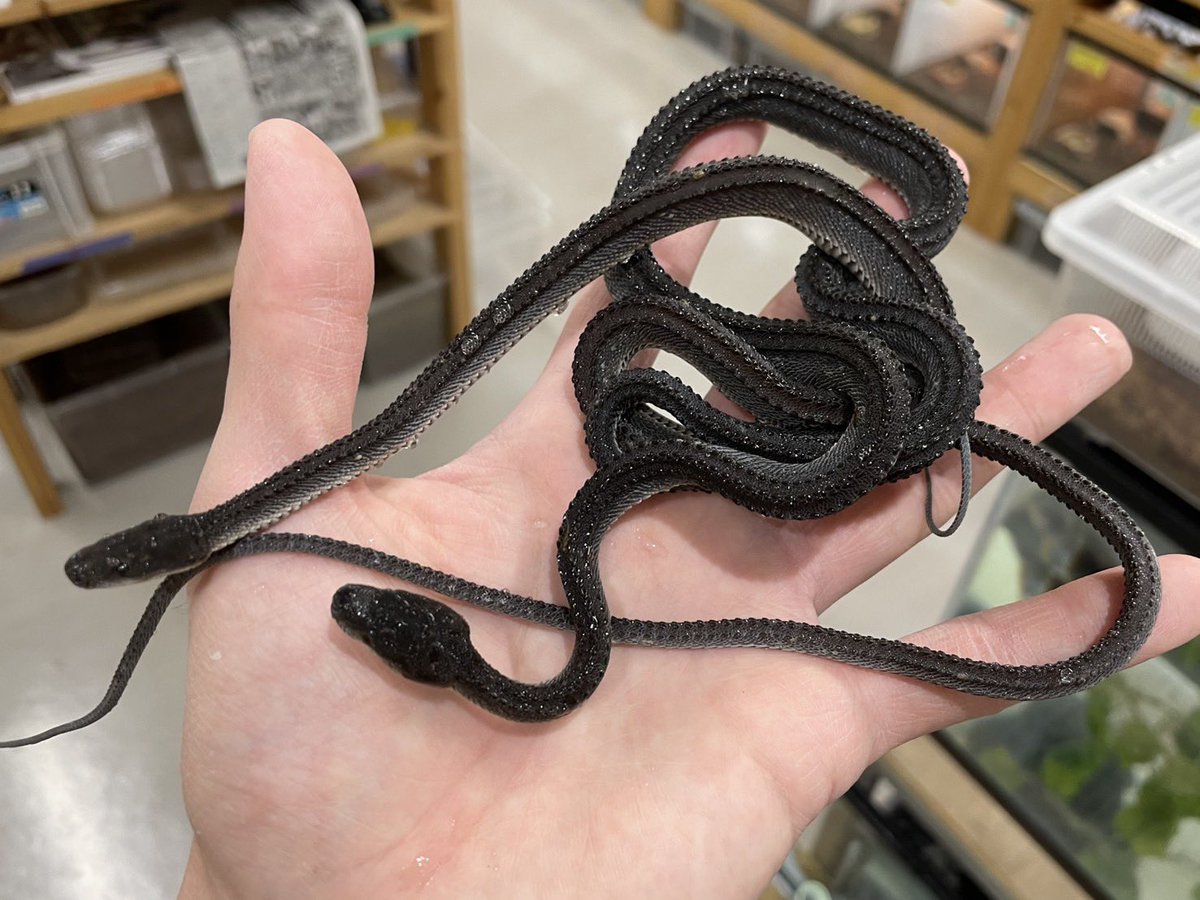 爬虫類倶楽部中野本店　本アカウント tweet media