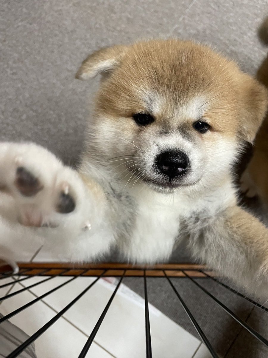 秋田犬ルナ tweet media