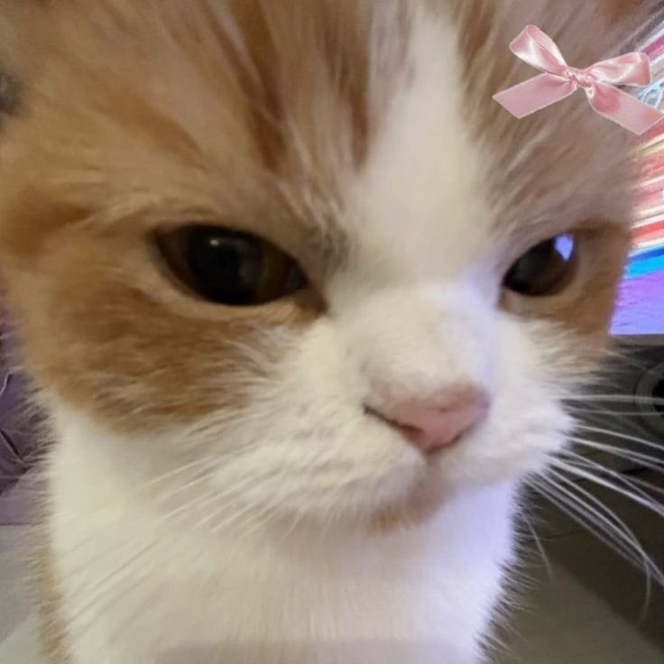 𝙡𝙚𝙞𝙖 tweet media