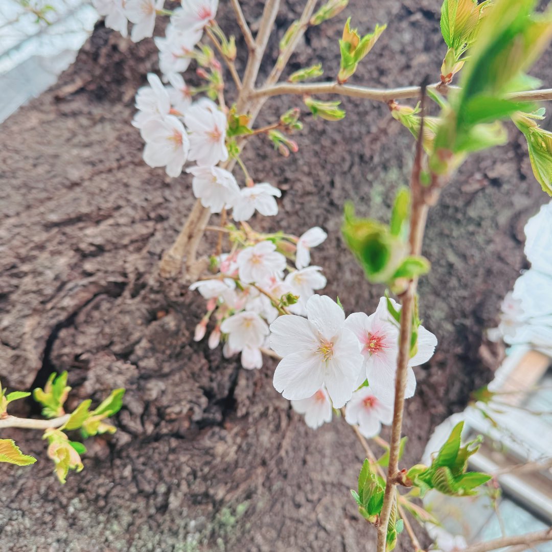 乙倉ゆい🐱🧡フッ軽声優💪( ˙꒳˙💪 ) tweet media