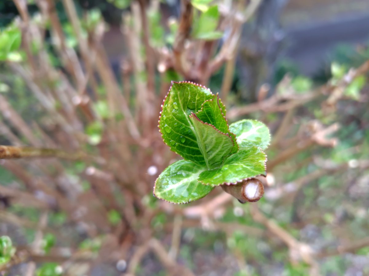 星の花 いわき🌻ベネチアンガラス　体験カフェ（ご予約優先） tweet media