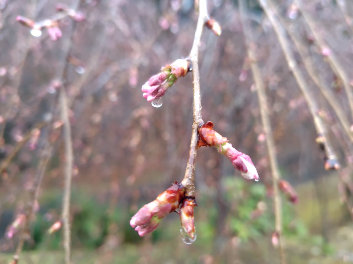 星の花 いわき🌻ベネチアンガラス　体験カフェ（ご予約優先） tweet media