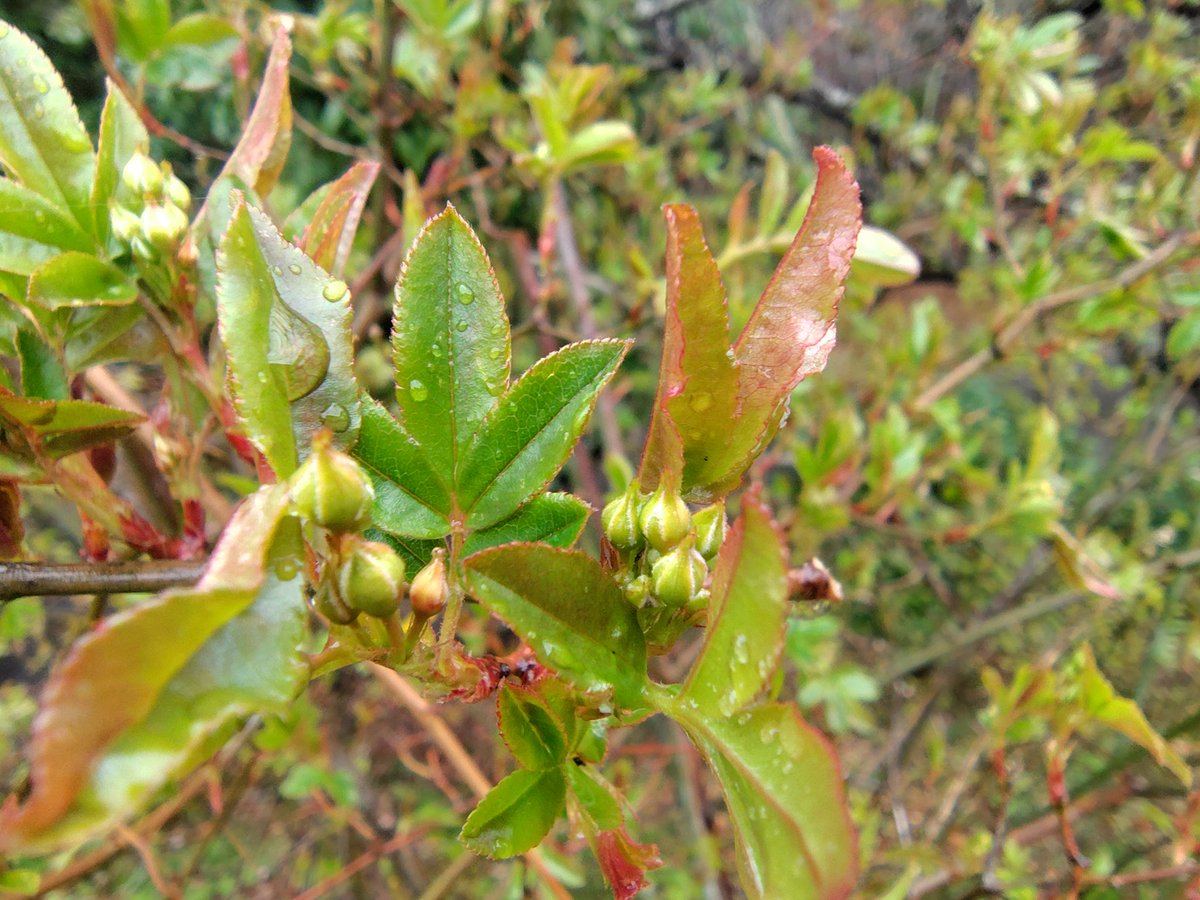 星の花 いわき🌻ベネチアンガラス　体験カフェ（ご予約優先） tweet media