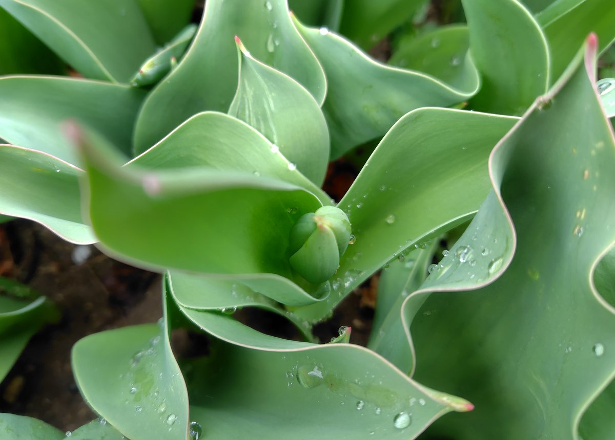 星の花 いわき🌻ベネチアンガラス　体験カフェ（ご予約優先） tweet media