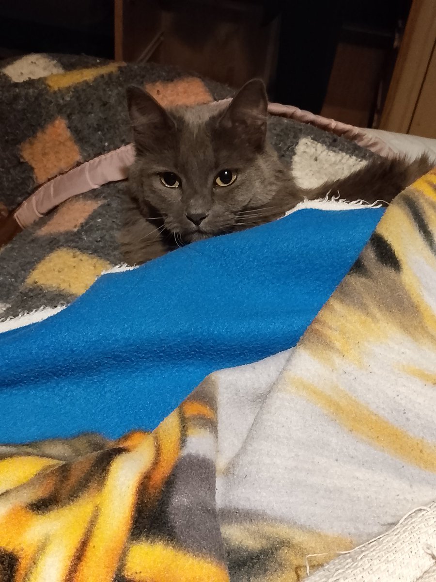 ᴅᴀɴɴ tweet media