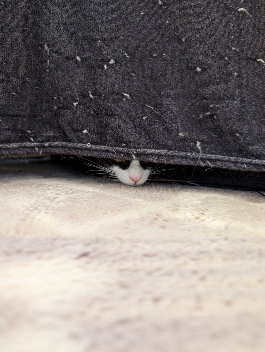 まみむ🐢もままん tweet media