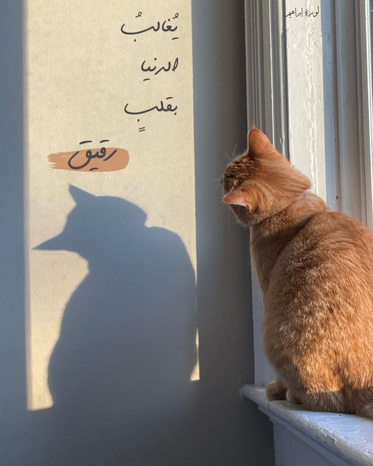 الدَُّانٌےـة ⓐⓓⓐⓝⓐ tweet media