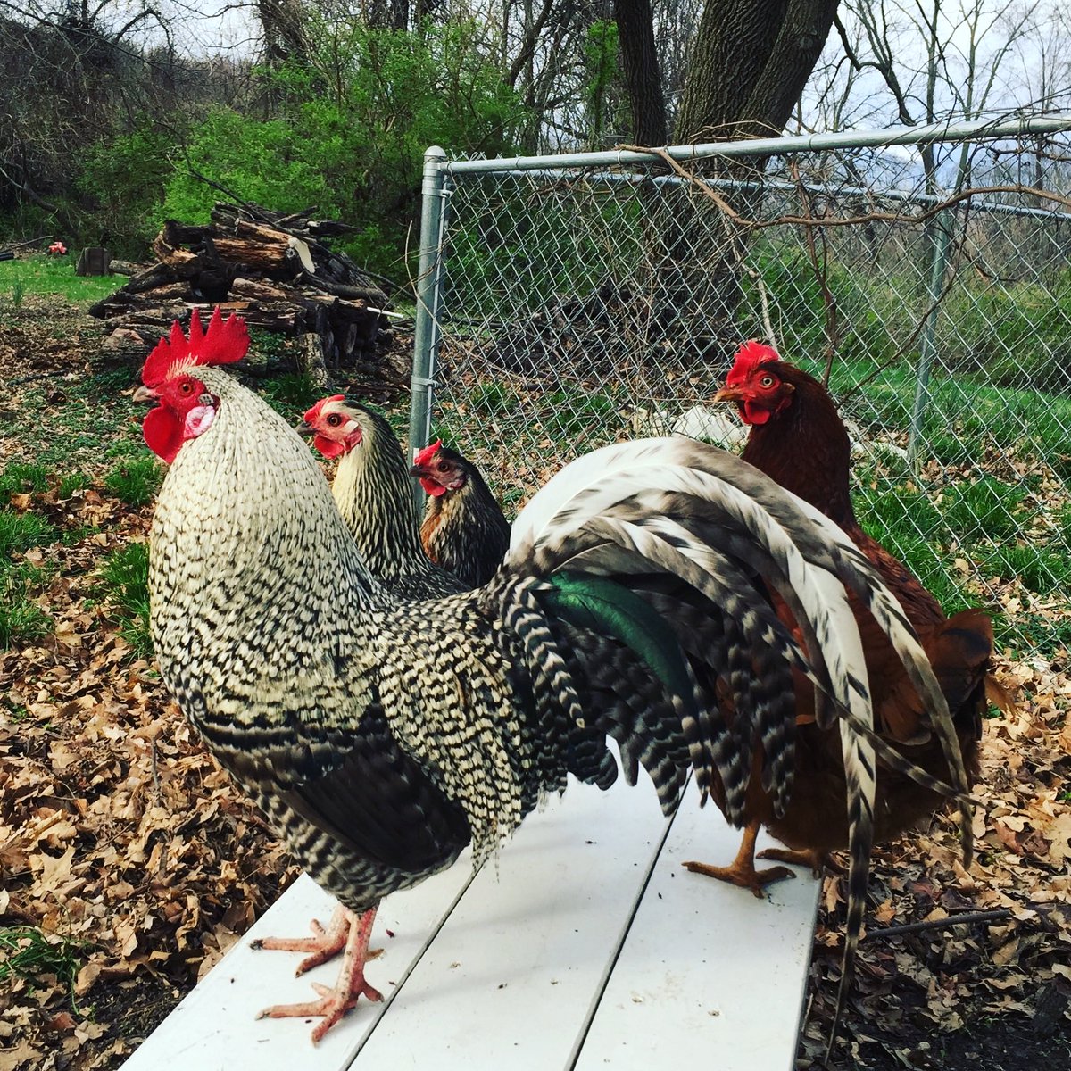 Stephen W. Carson tweet media