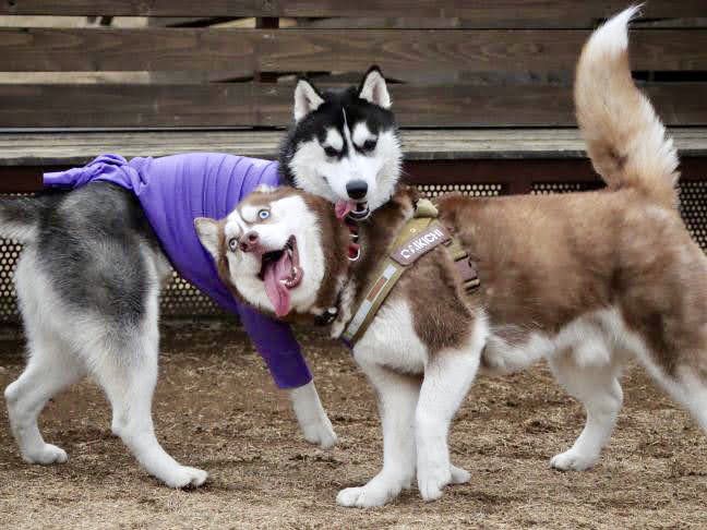シベリアンハスキー大吉♂ tweet media