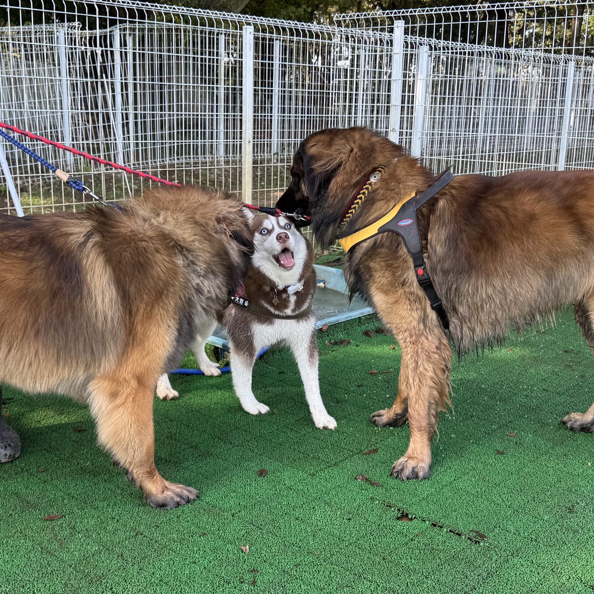 シベリアンハスキー大吉♂ tweet media