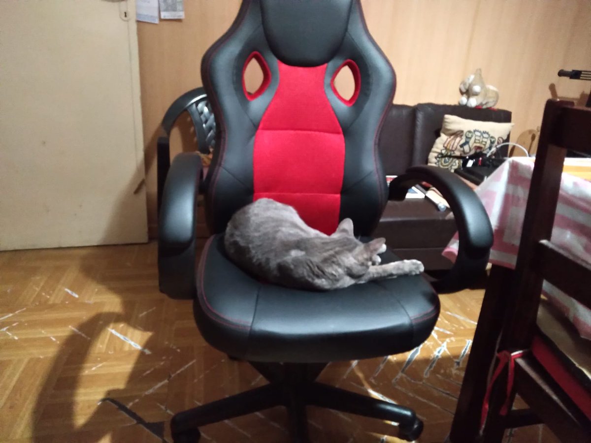 FloridaCat tweet media