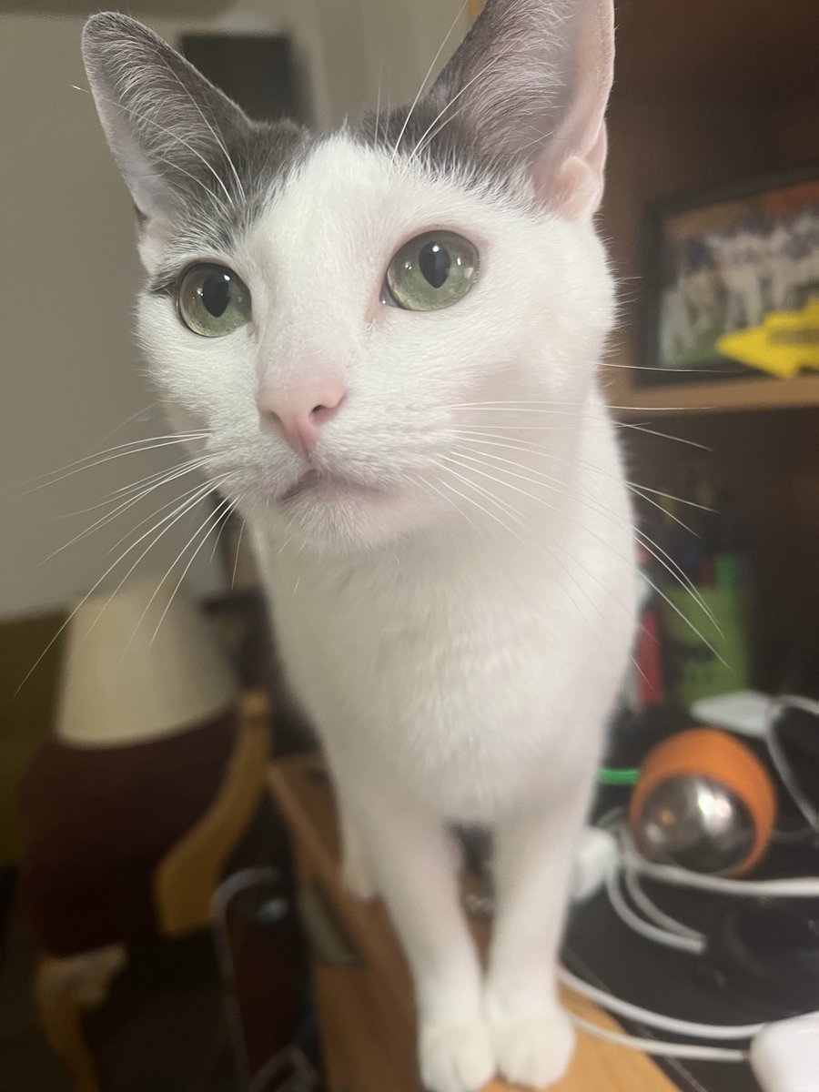 Oliver Larkin for Congress tweet media