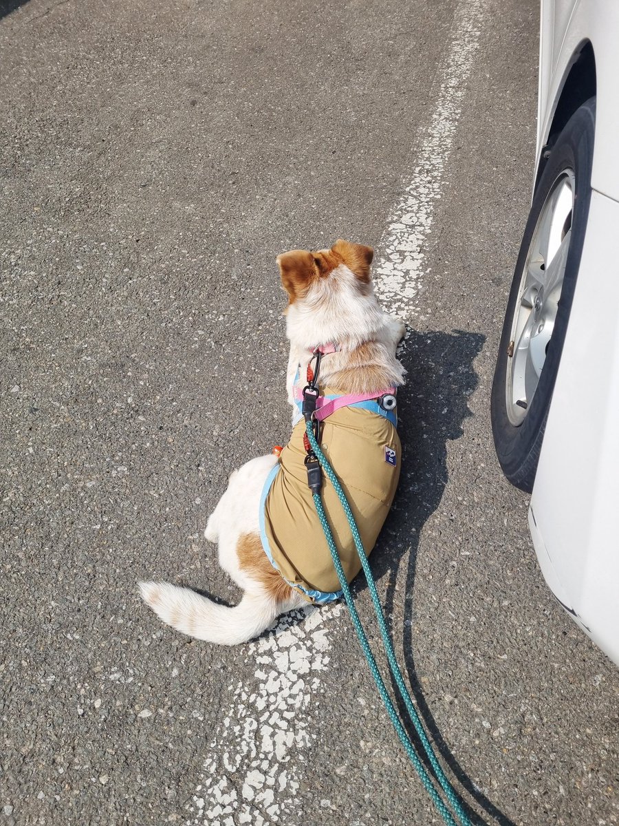 가족찾는마일로🐶 tweet media