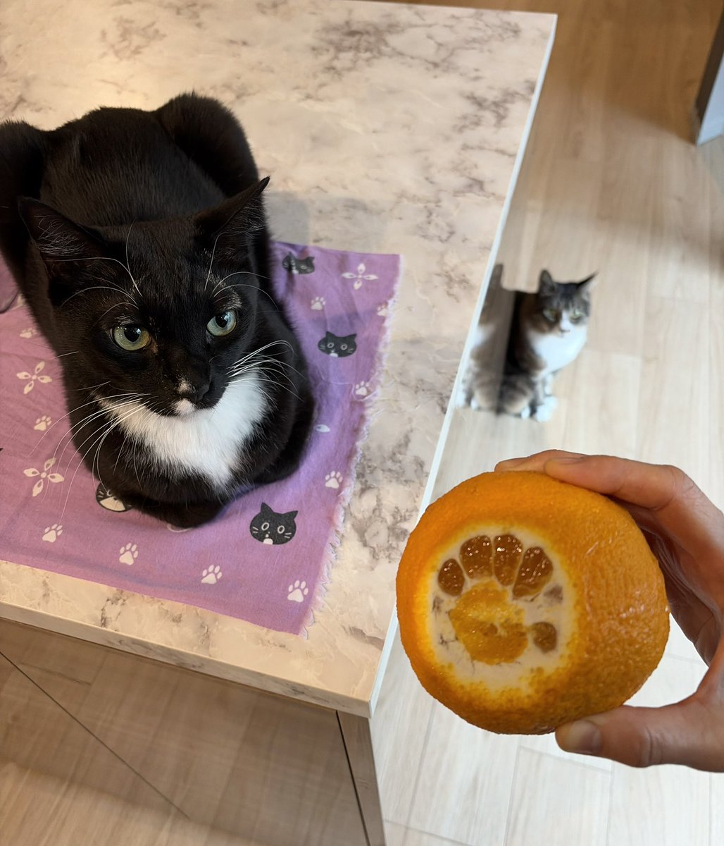 藤 あや子🐾 tweet media