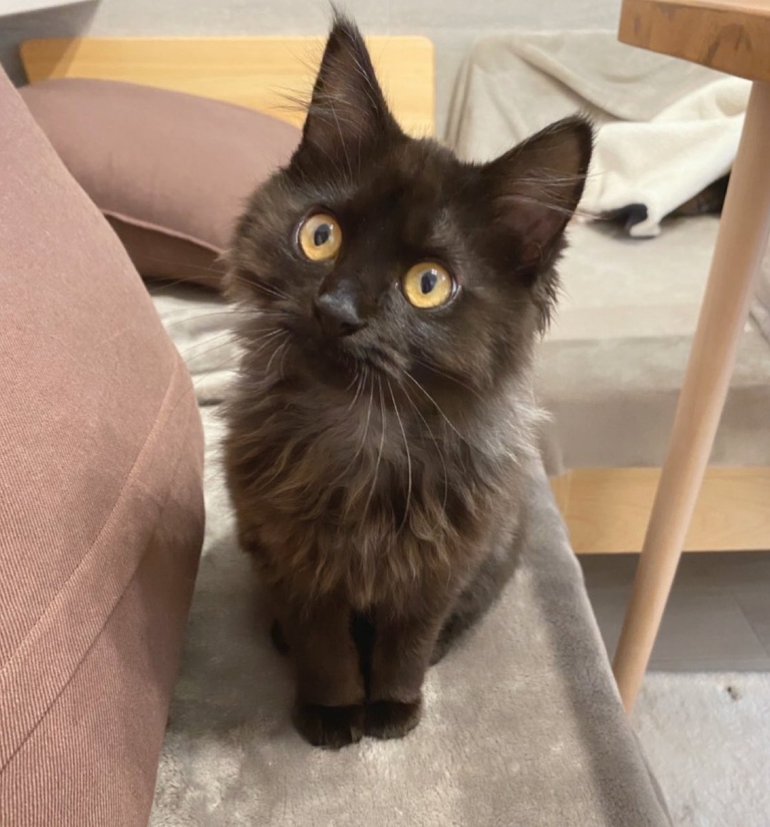 Li 🐈‍⬛🐈‍⬛2匹の双子保護猫と日常🌿 tweet media