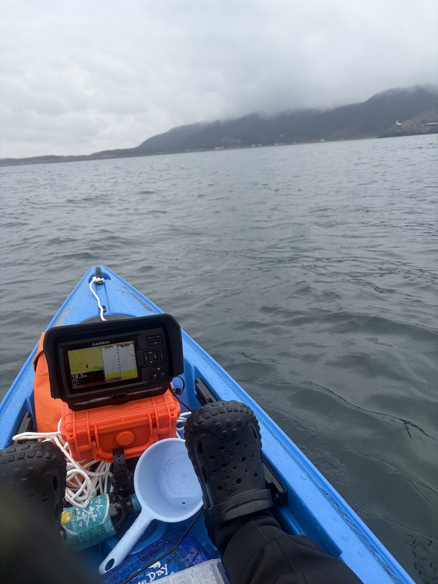 ぷちこ tweet media