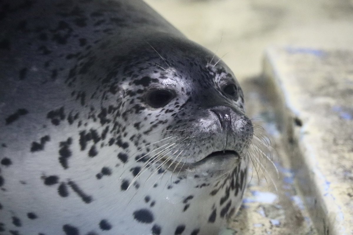 れいれい tweet media