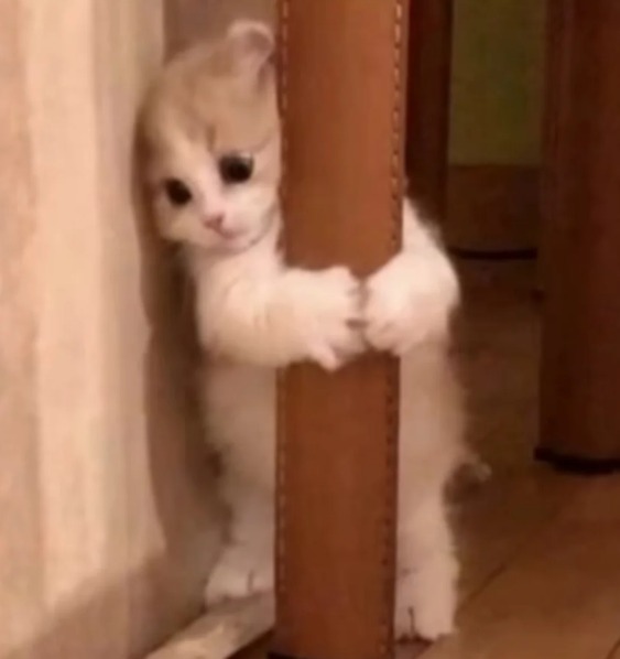 Manoel viadinho tweet media