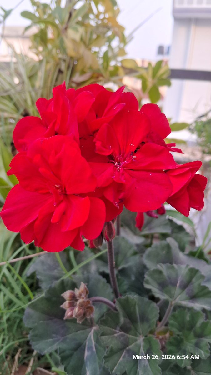 Sewantika tweet media