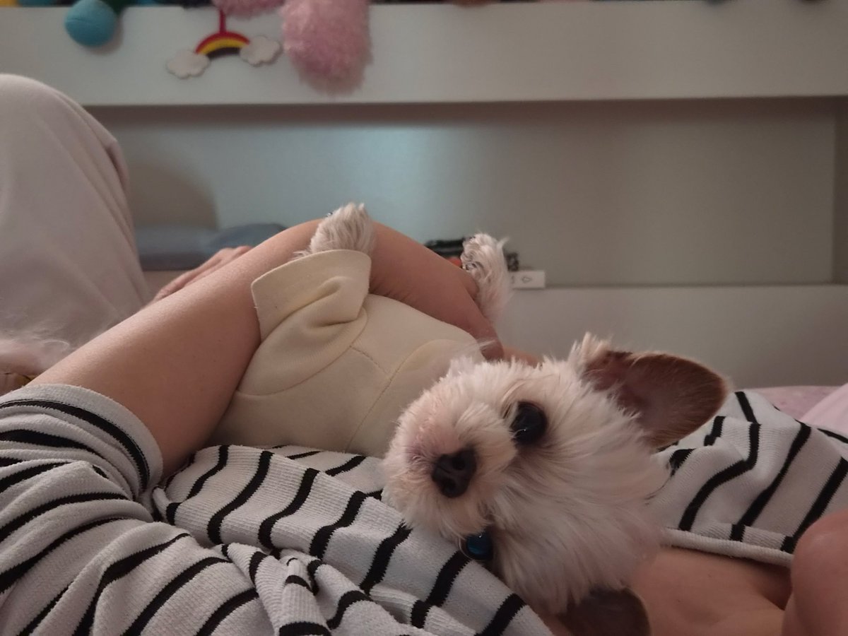 완두는완두 tweet media