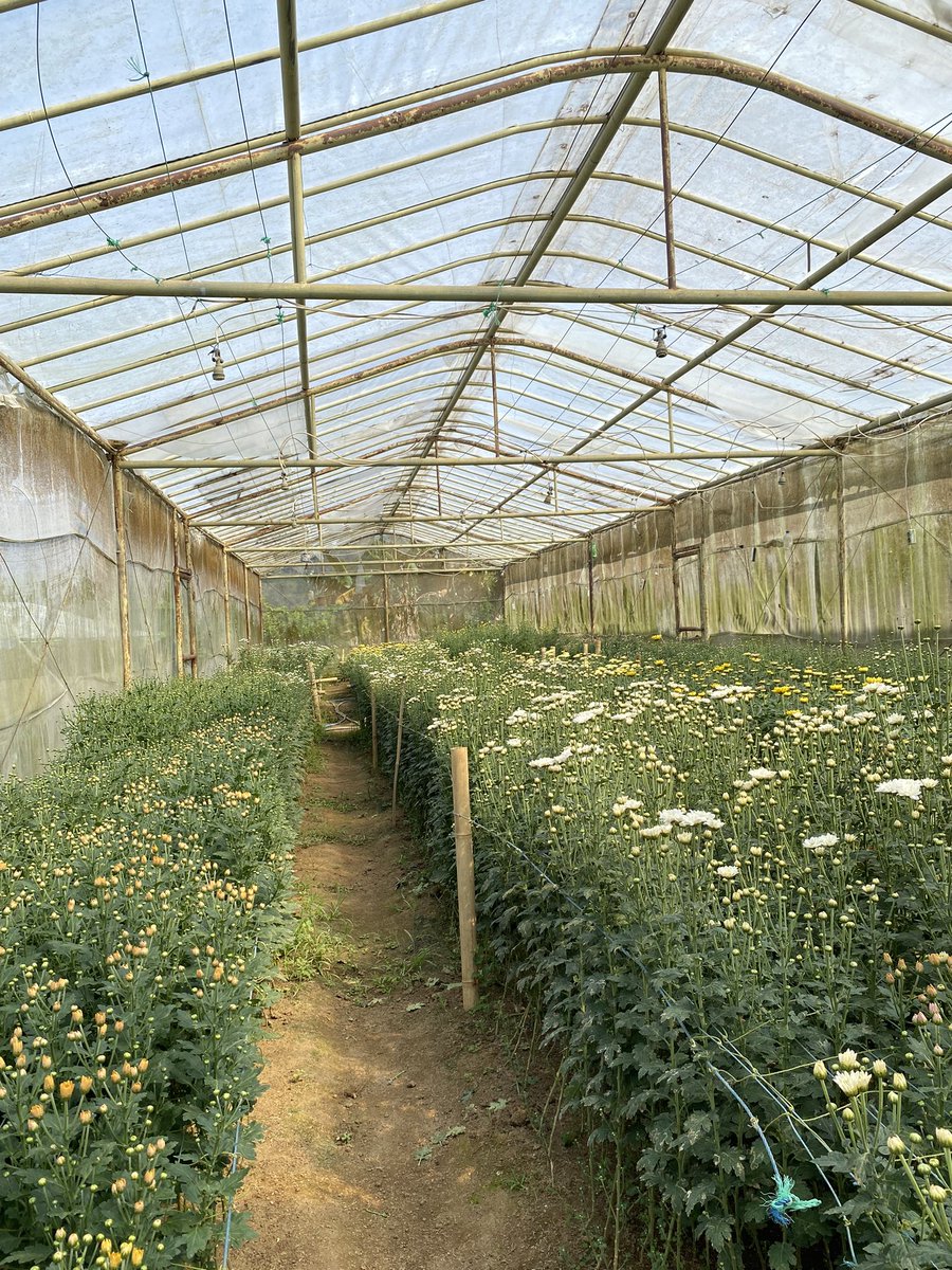 bubu miyo tweet media