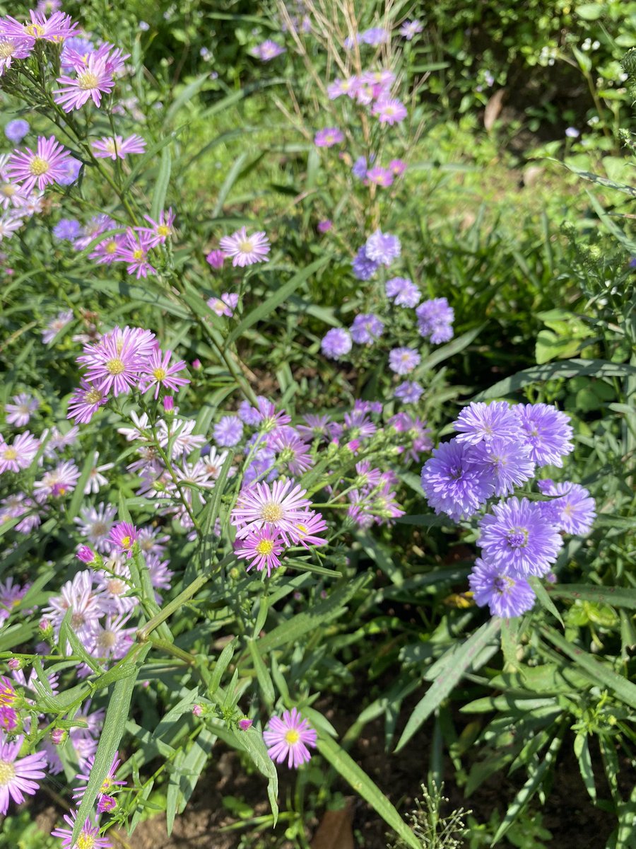 bubu miyo tweet media