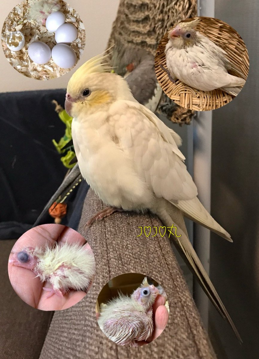 ジョジョ丸 tweet media