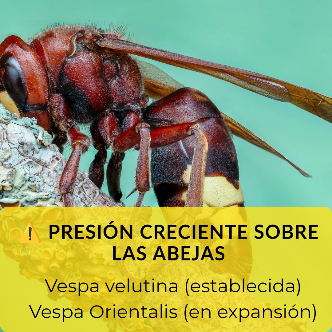 Arthak_Info's tweet image. Vespa velutina ja és una realitat.
Vespa orientalis comença a aparèixer.
Actuar en fases avançades redueix l’eficàcia.
#ControlIntegrat #Biodiversitat