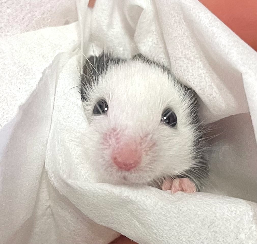 Yukiri🐁🌸 tweet media