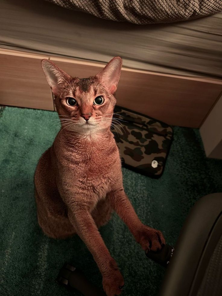 จริง ๆ แล้วตลอดมาน้องเป็นวิชวลของบ้านเลยค่ะ อันนี้สมัยวัยรุ่นช่วงรันวงการเซเลบดารา ก่อนออกจากวงการไปเพราะติดอีสแซ่บ😼