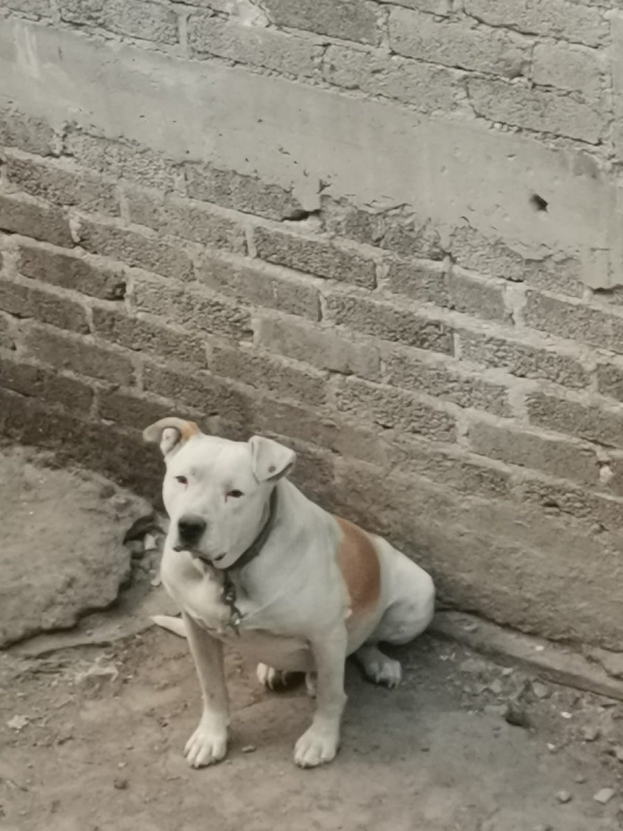 𝙷𝚎𝚕𝚊 𝙼𝚘𝚛𝚎 🐶 tweet media