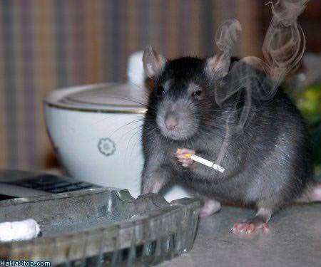 世界で最大かつ最も強力な羨望者 tweet media