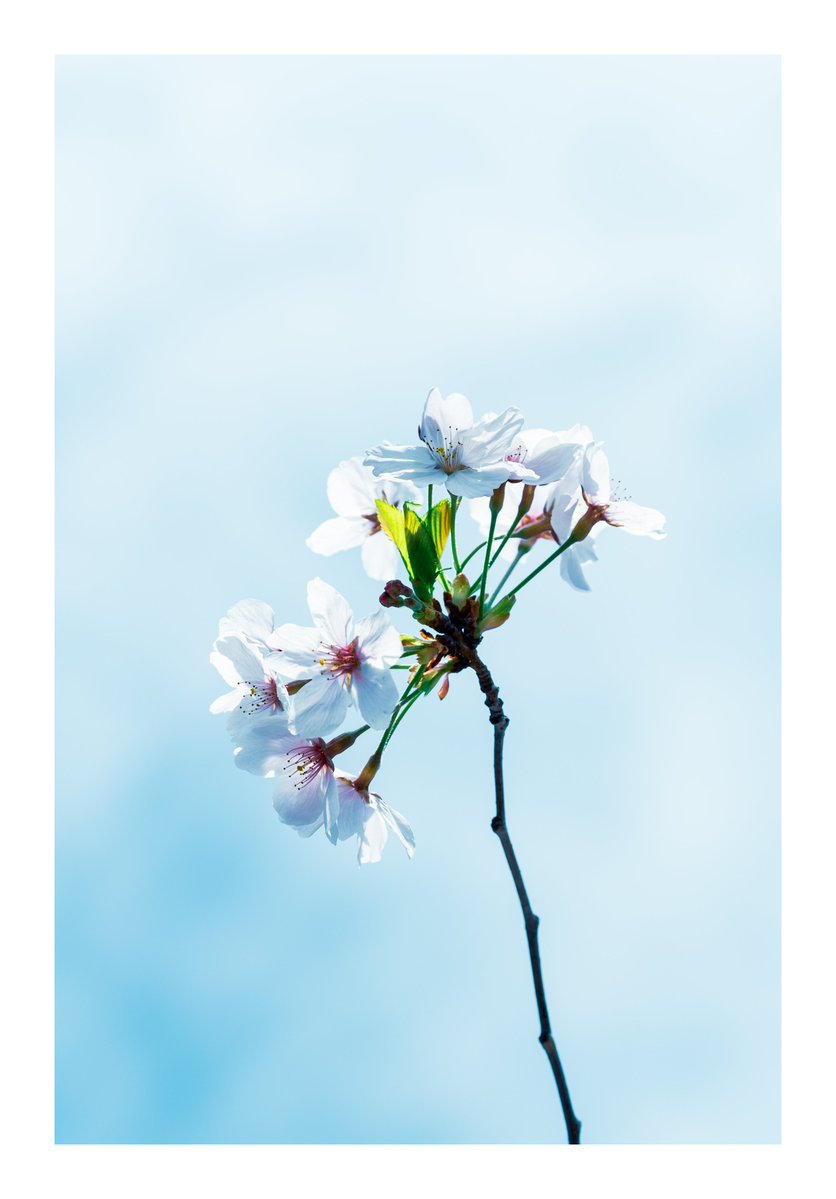 宵ノ入 _Yoi_ tweet media