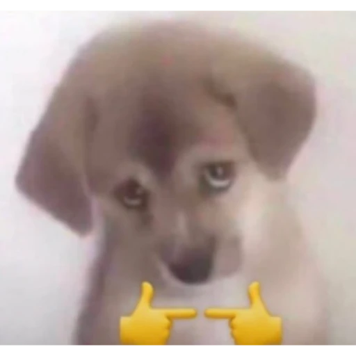 27/05/25 SCCP está Morto tweet media