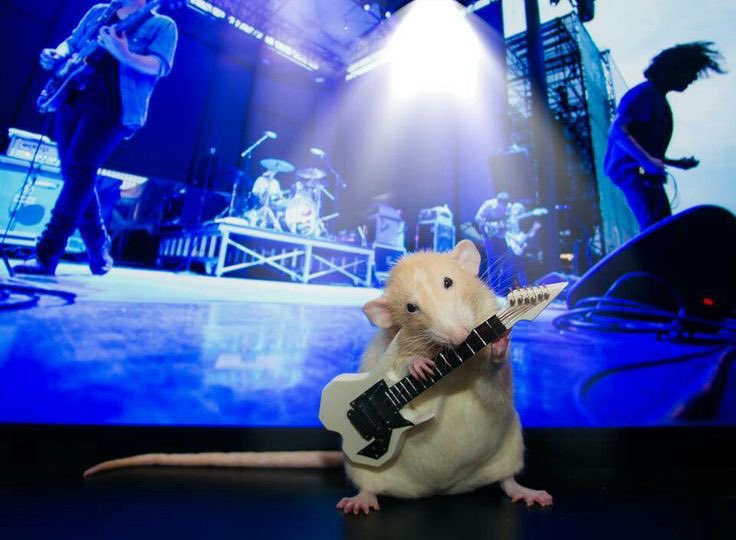 rhana ˚˖𓍢ִ໋🐁˚ tweet media