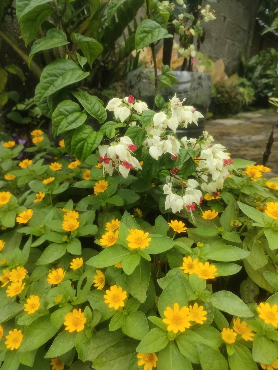 ❖cireng is kristirex tweet media