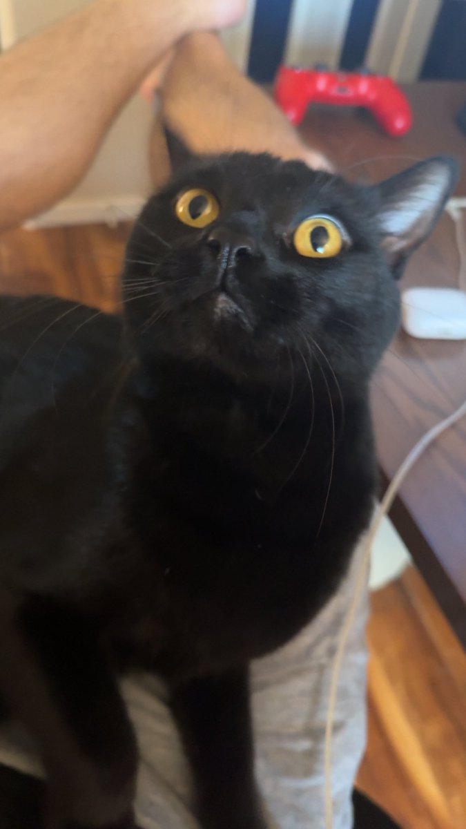 Waff1e ♱ tweet media