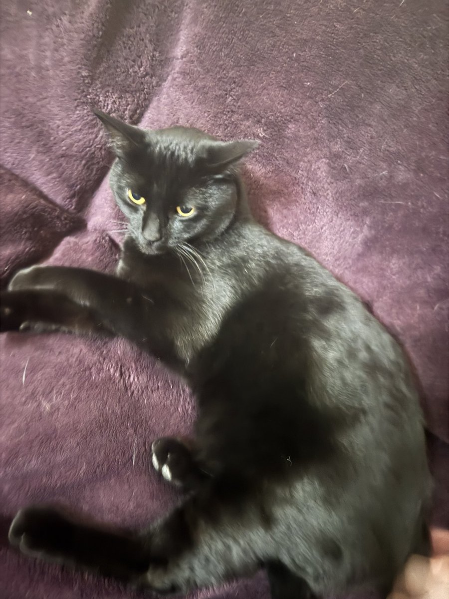 Waff1e ♱ tweet media