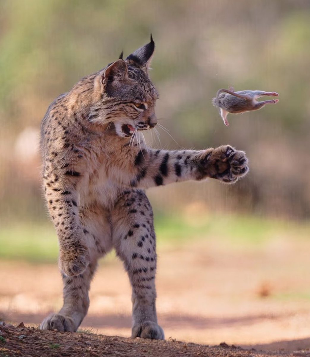 Alerta News 24 tweet media