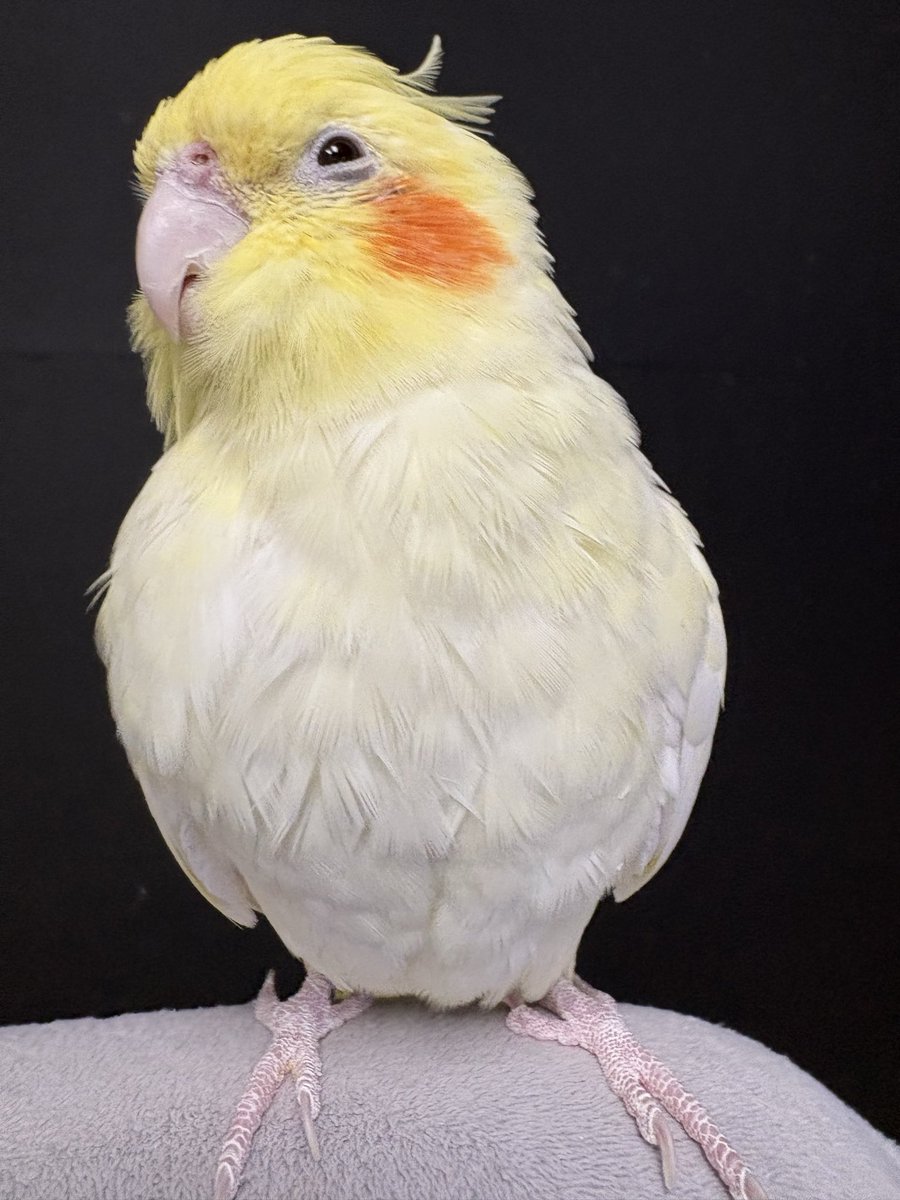 Flying Banana tweet media