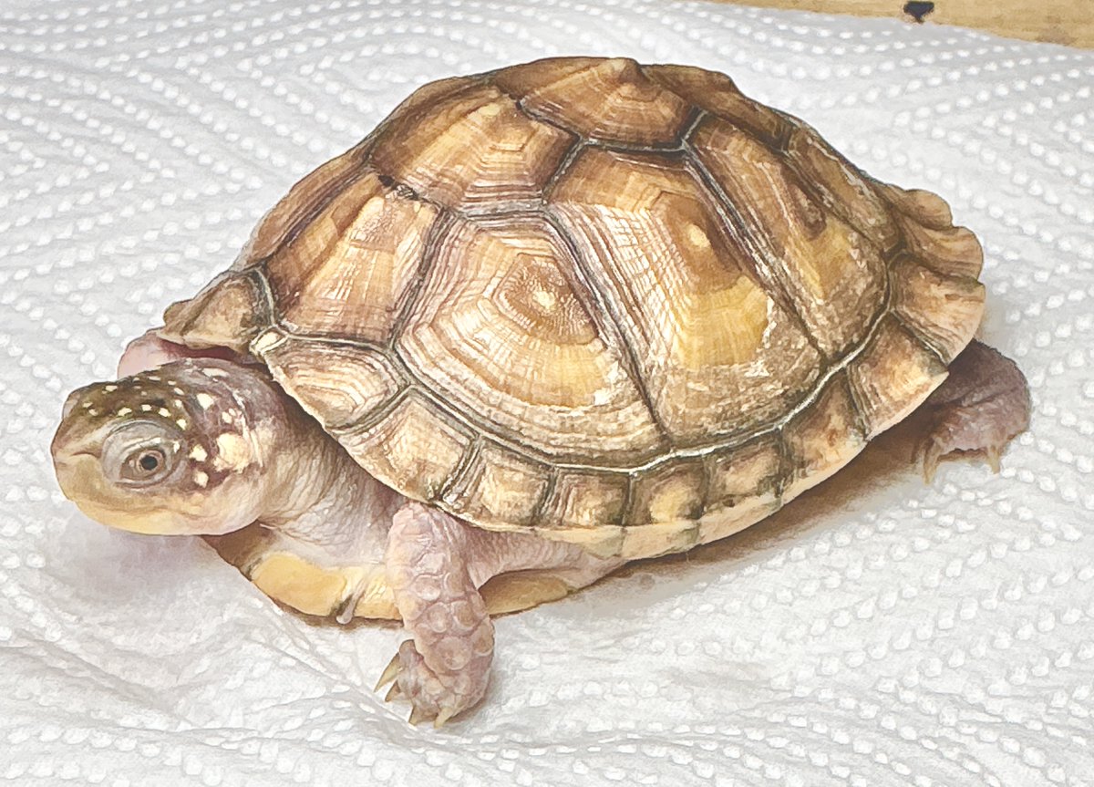 色薄の仔、現在こんな感じです。
#トウブハコガメ