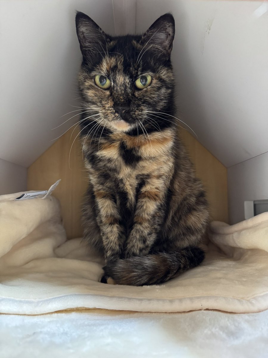 安田武史 tweet media