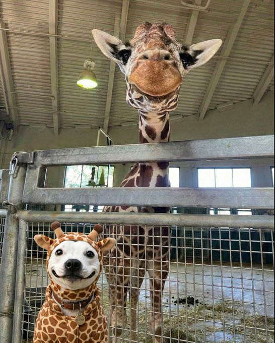 I got hella motion tweet media