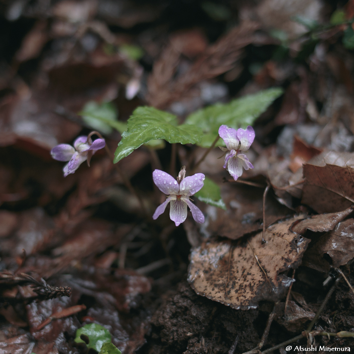 植物が好きな登山ガイド tweet media