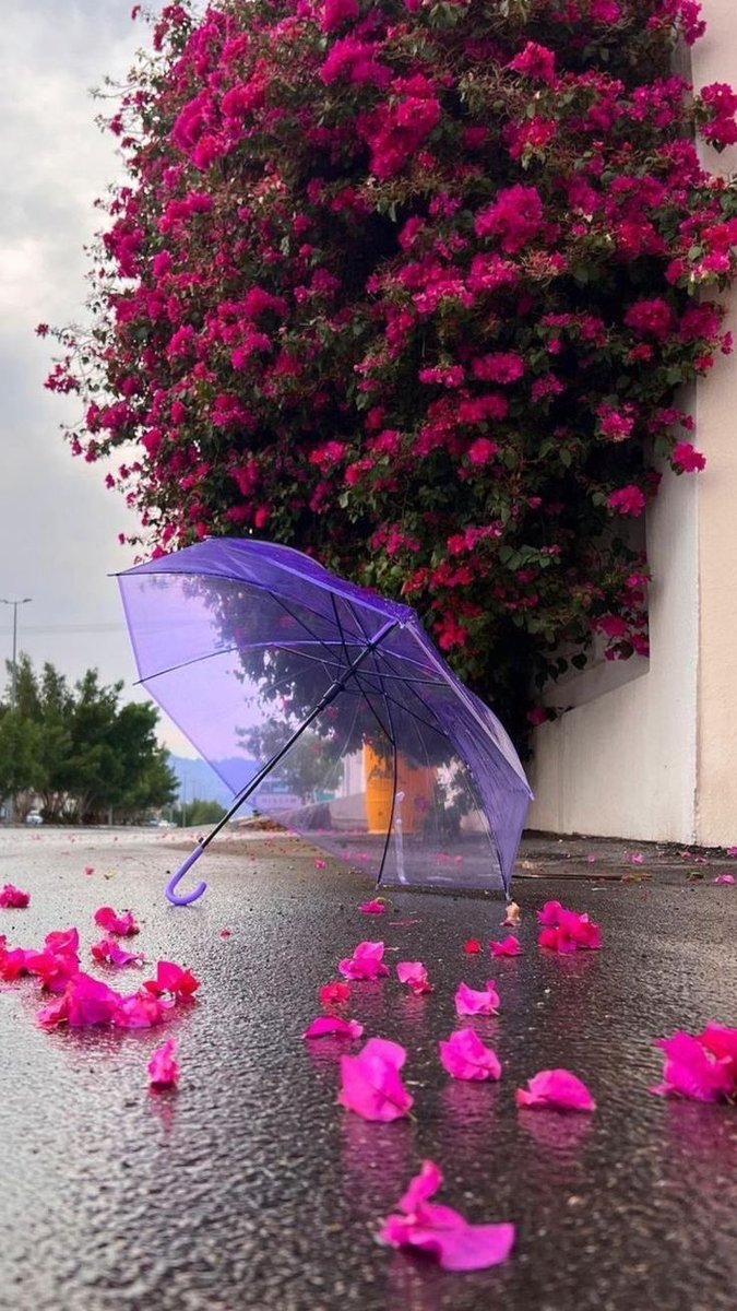 ملاذ الروح 💜 tweet media